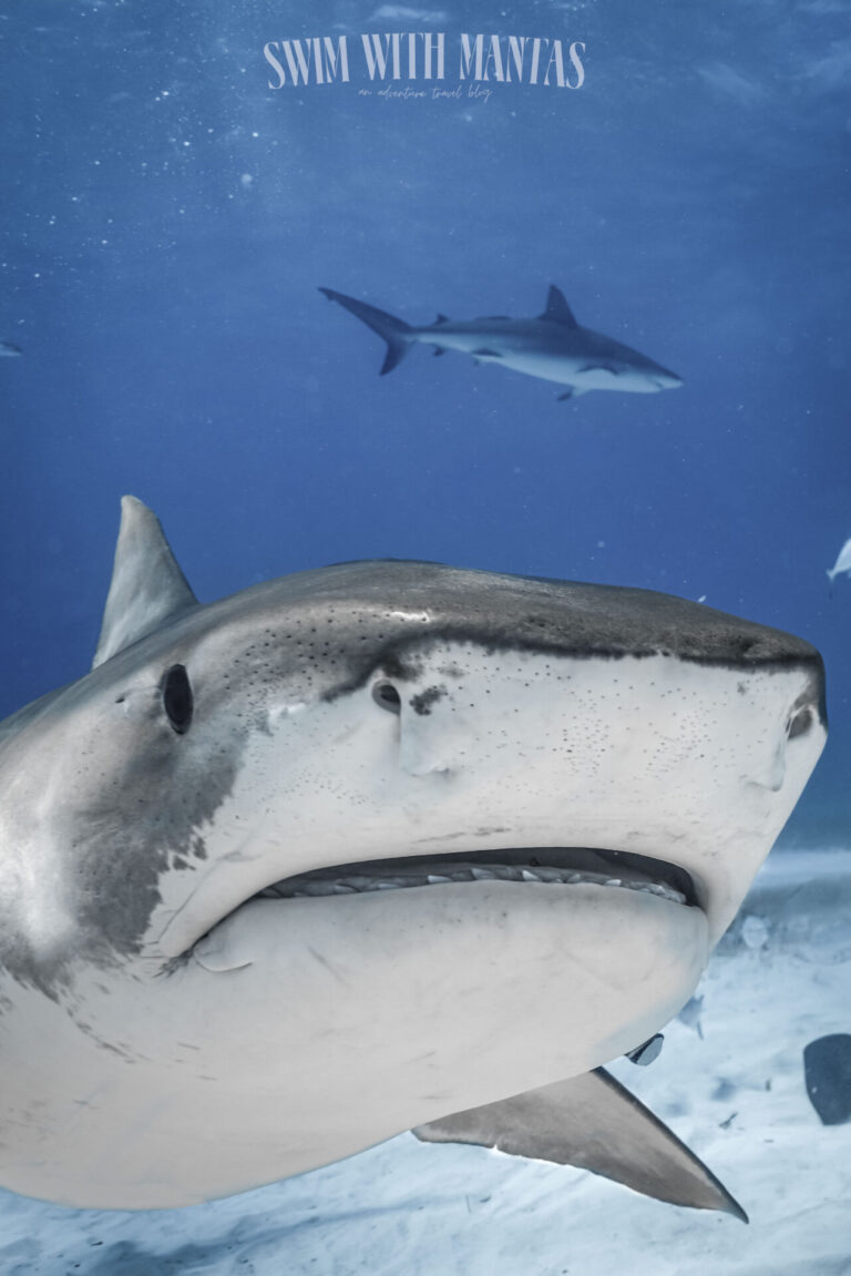 Tiger Shark Photography guide (Tiger Beach edition)