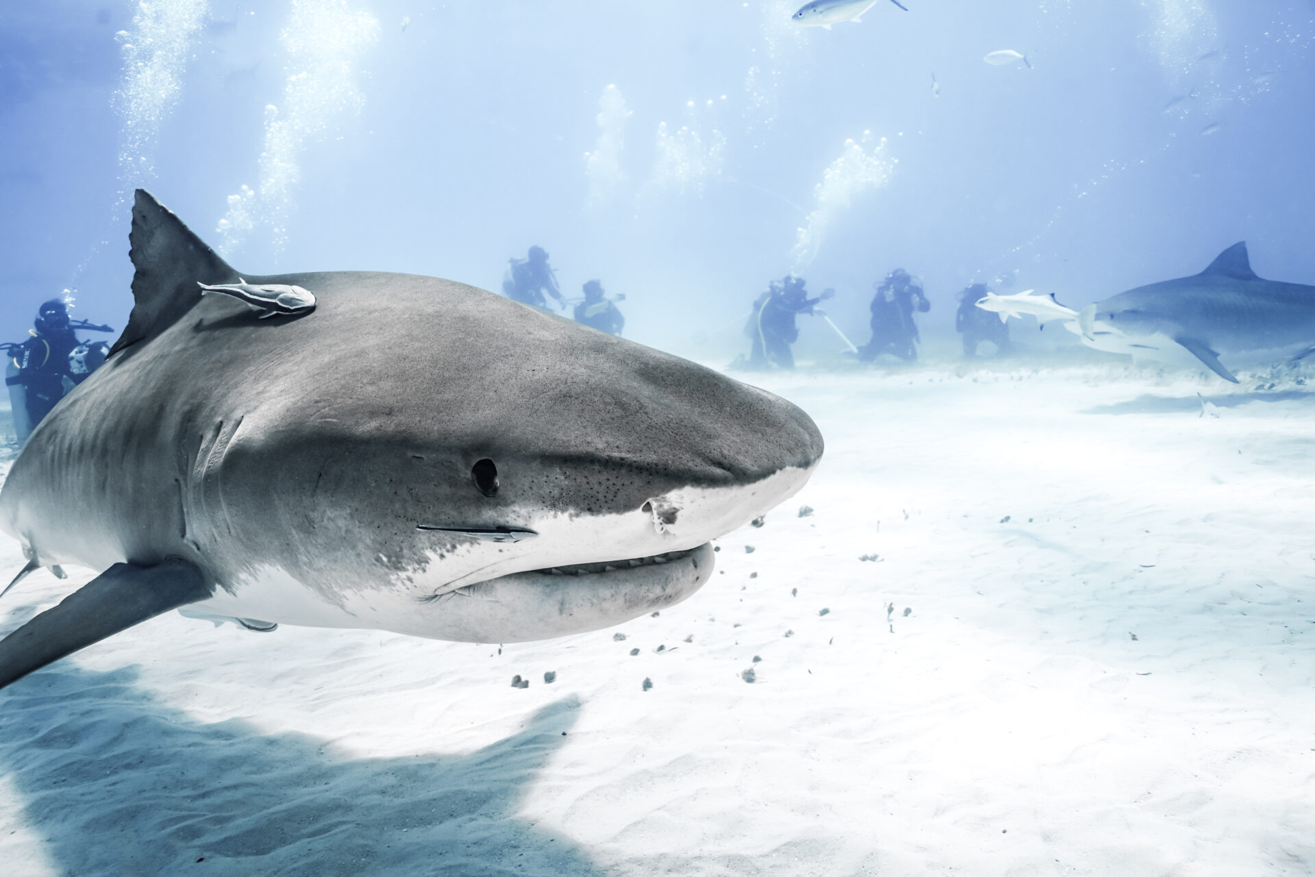 Tiger Beach Bahamas: A Complete Guide to the dive