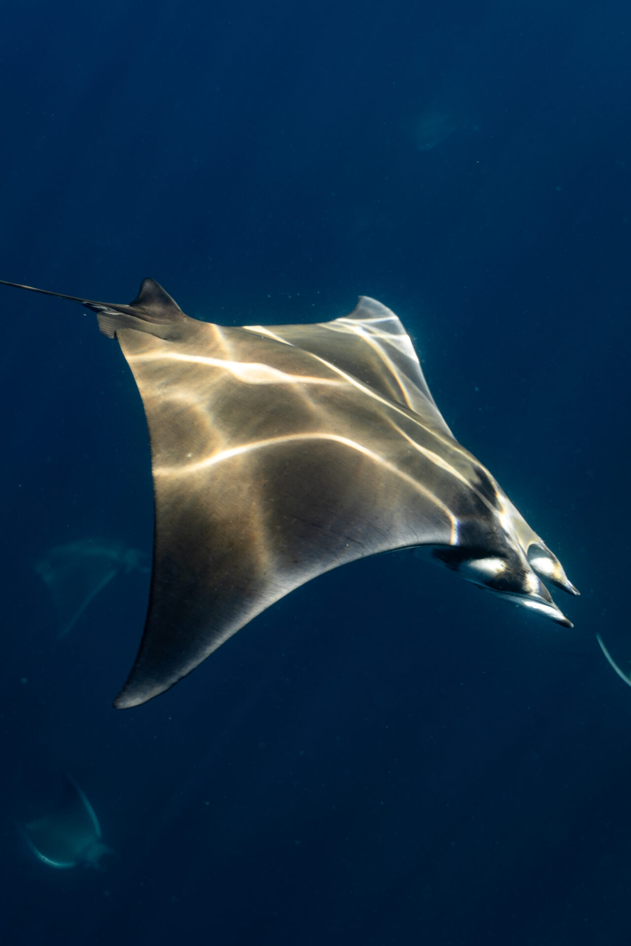 Magic in Motion: Visiting La Ventana, Mexico During Mobula Ray Season