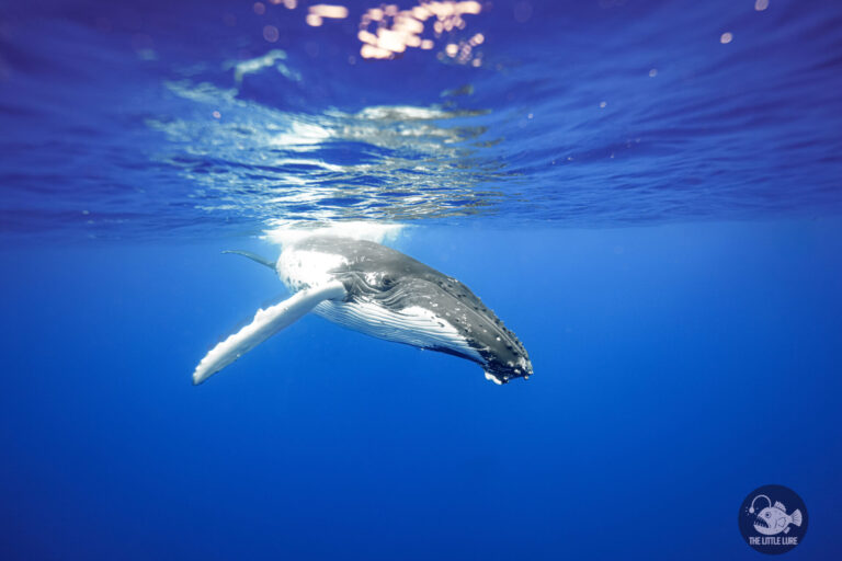 The Best Places to Swim with Humpback Whales