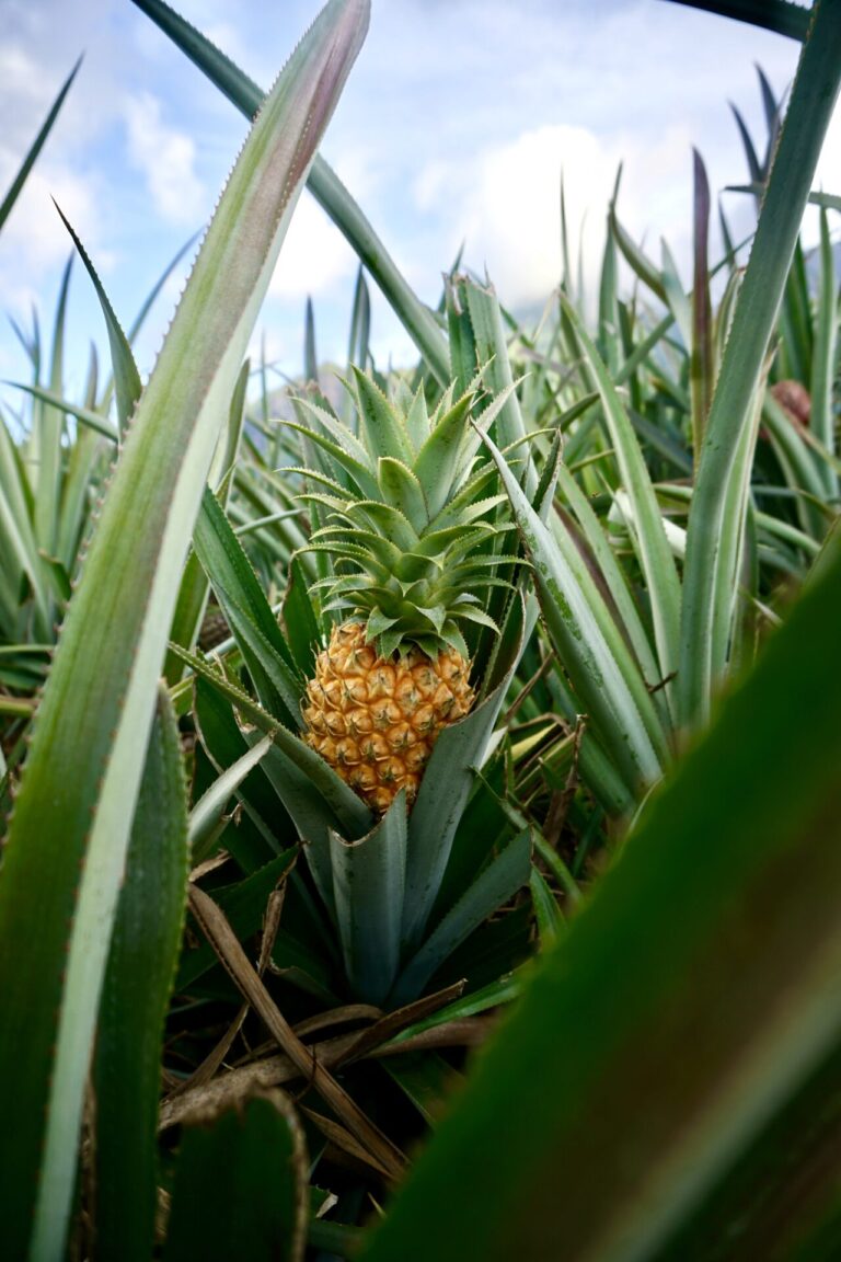 Moorea Travel Recommendations: Enjoy Paradise