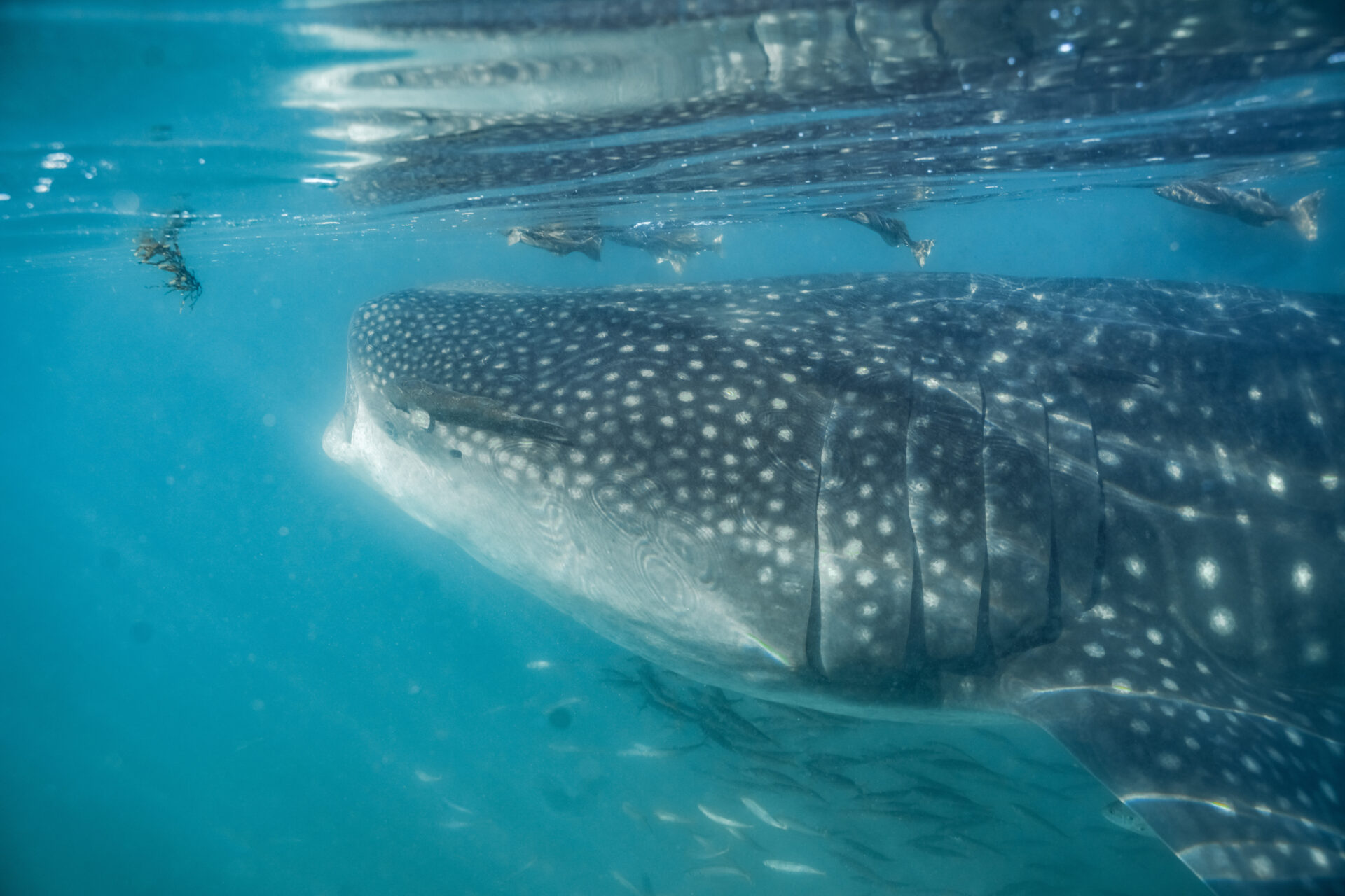 6 Epic Spots to Go Swimming with Whale Sharks